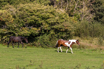 Naklejka na ściany i meble Two horses walking across a field. No people. Copy space.