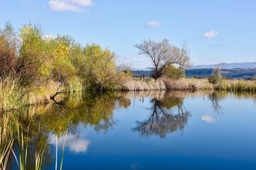 reflection of trees in the water