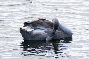 Fototapeta premium A single Mute Swan Cygnet preening in a river 