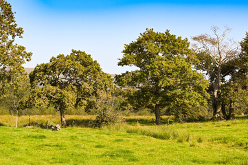 Obraz premium Trees around the edge of a farm field. No people.