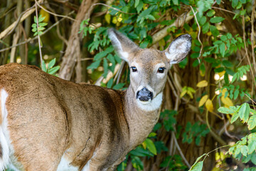 Deer