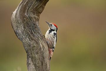 European wildlife. Spotted woodpecker in the autumn wood. Middle spotted woodpecker climbing on the...