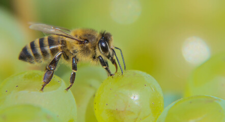 Abeille qui butine le raison pendant les vendanges