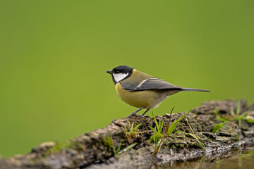 Great tit in the wood. Tit observes surroundings. Birds around the feeder. Wildlife in Europe. 