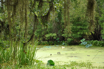 Fototapeta premium Brazos Bend State Park, Needville, Texas, a green swamp with spanish moss