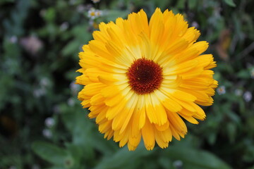 Calendula