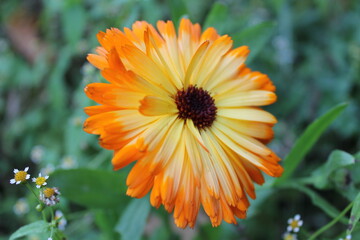 Ringelblume orange-gelb vor grünem Hintergrund