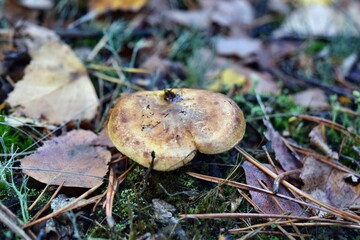 Toxic mushroom paxillus involutus