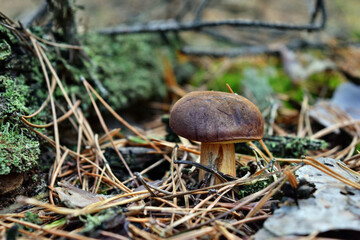 Xerocomus badius edible mushroom