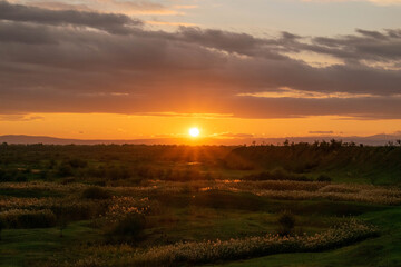 Obraz premium Road with dark reeds in autumn