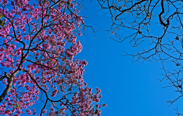 Pink ipe or pink trumpet tree, (Handroanthus impetiginosus), Rio de Janeiro, Brazil 