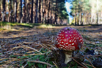 Toxic red mushroom amanita muscaria