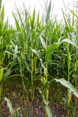 green corn plants with cobs in the field