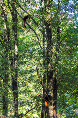 Que se cache-t-il dans les arbres ?