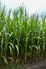 green corn plants with cobs in the field