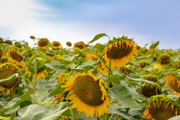 blooming sunflowers in the field with sky in summer