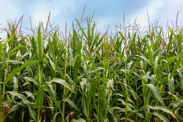 corn field in the summer with sky