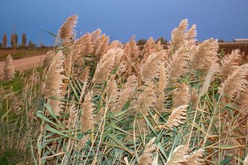 Road with dark reeds in autumn