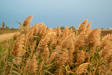 Road with dark reeds in autumn