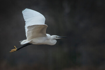 Egret on a mission