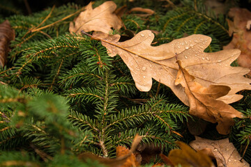 Fototapeta Yellow and orange fallen oak leaves lie on the spruce in the autumn obraz