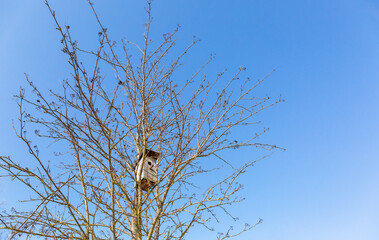 An empty wooden birdhouse high on a tree trunk among the branches. Caring for birds and the environment.