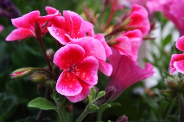 Fototapeta premium pink flowers