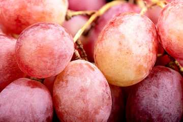 Macro shot of the berries of a bunch of ripe red grapes.