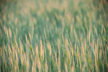 yellow and green ears in the field
