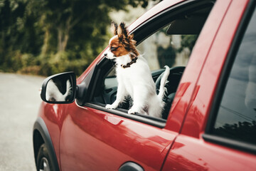 A cute white and red papillon puppy stands in the car looking out of the window, close-up. View from the side profile. Traveling in a car with a dog. Soft focus.