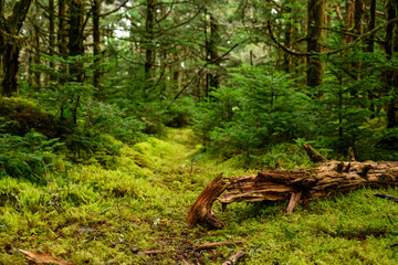 Obraz premium Small Tree Trunk Decays Into Mossy Forest