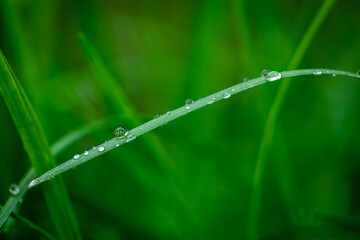 Closeup of water drop on Chinese chive 
