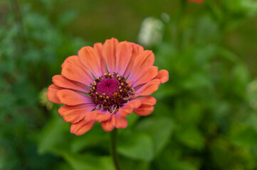 Bunte Blumen im Garten