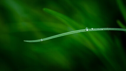 Closeup of water drop on Chinese chive 