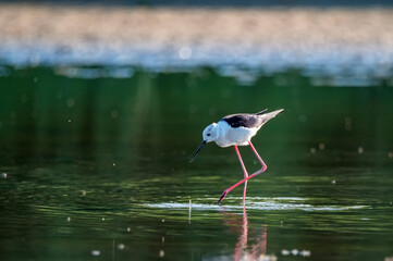 Black-winged stilt or Himantopus himantopus wades in marshland