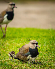 Bird family 