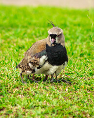Bird mother looking at her puppy