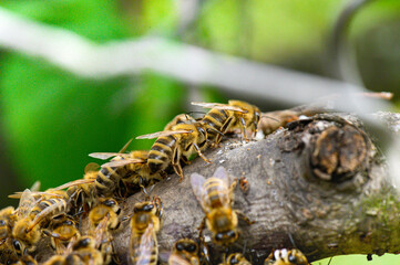 Pszczoła miodna na gałęzi