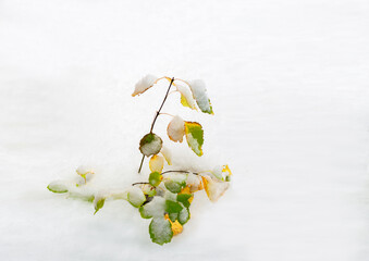 Freshly fallen snow covers the brilliant orange, green and gold of autumn and blankets the landscape in white.