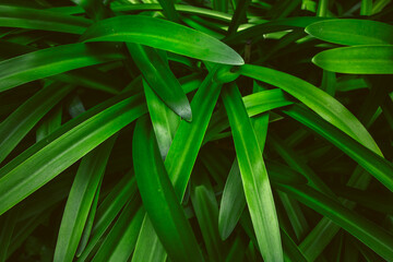 Detailfoto einer Pflanze