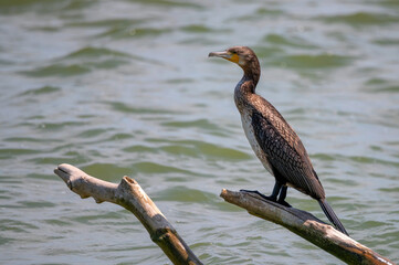 Close up of great Cormorant or Phalacrocorax carbo in nature