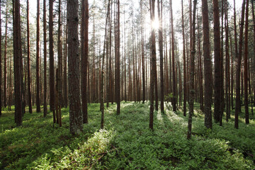 Obraz premium A beautiful summery Pine grove on a sunny day in Estonia, Northern Europe. 