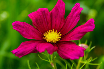 Obraz premium Onętek (kosmos)