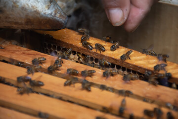 Working bees in the apiary of a beehive. Bees convert nectar into honey and cover it in honeycombs....