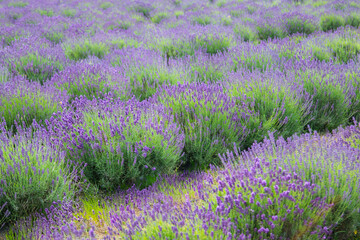 Obraz premium Lavender field in sunlight. Field of Lavender, Lavender officinalis. Beautiful image of lavender field. flower field, image for nat.