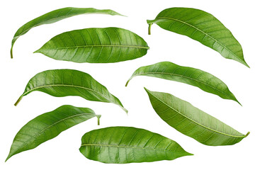 Mango leaf isolated on white background, clipping path, full depth of field