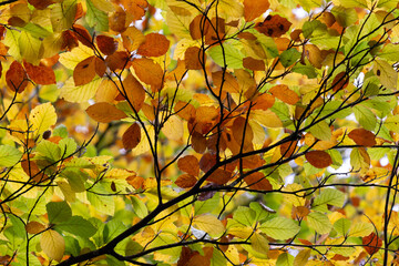 Autumn leaves background
