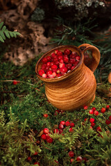 Fototapeta na wymiar Red berries of ripe cranberries in a clay pot on a moss cover, at forest floor.