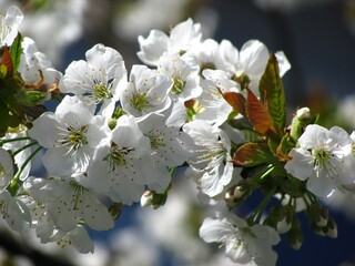 tree flowers