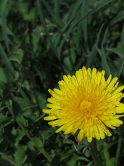 yellow dandelion flower